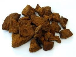 champignon, Chaga-1