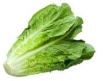 laitue, romaine 